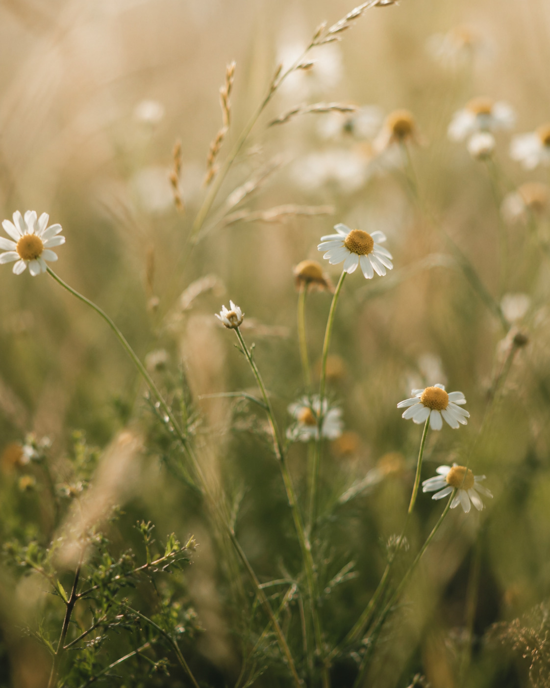 Champ de fleurs, image douce et lumineuse pour Respire